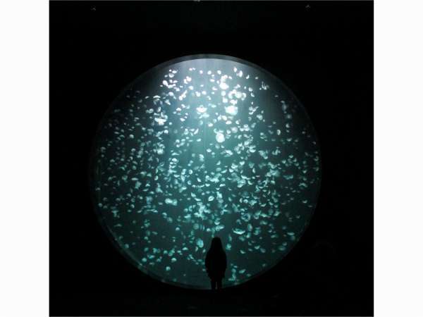 水族館チケット付★庄内めぐみのバイキング★